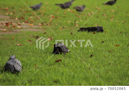 鳩さんたちの集会 鳩さんたちの集会 70052065