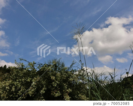 秋空とススキ 70052085
