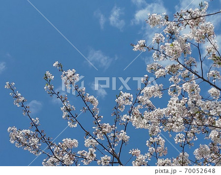 見上げると　春の晴れた空 70052648