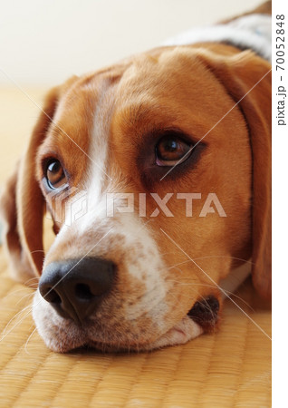 ビーグル犬 ビーグル犬 70052848
