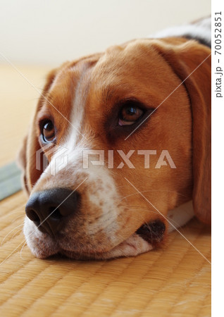 ビーグル犬 70052851