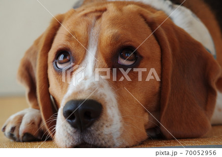 ビーグル犬 70052956