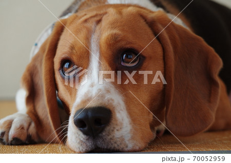 ビーグル犬の写真素材