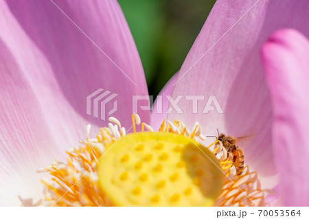 蓮の花（二千年ハス）とミツバチ　千栗土居公園　佐賀県みやき町 70053564