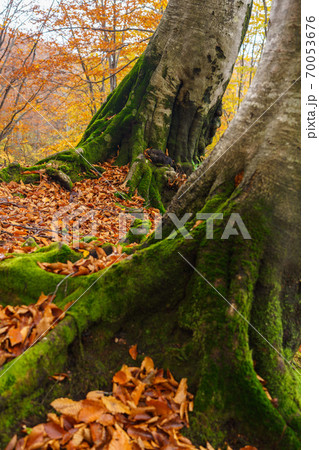 黄葉のブナの森 70053676