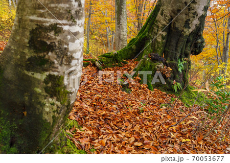黄葉のブナの森 70053677