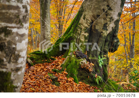 黄葉のブナの森 黄葉のブナの森 70053678