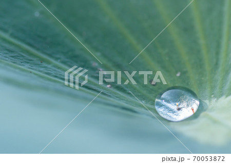 水玉　マクロ　蓮の葉　千栗土居公園　佐賀県みやき町 70053872