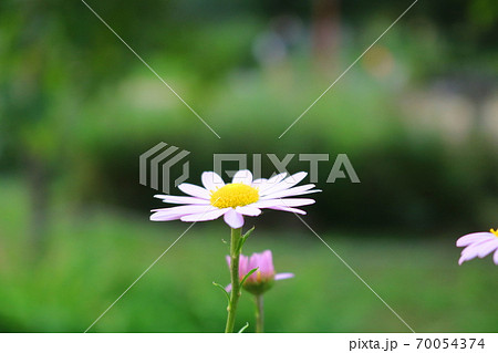 花 植物 野菊の写真素材