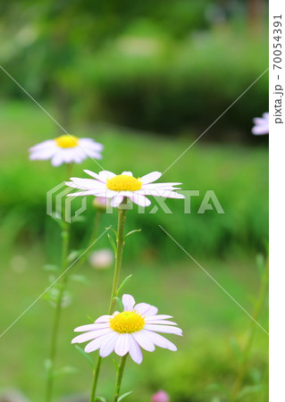 花 植物 野菊の写真素材