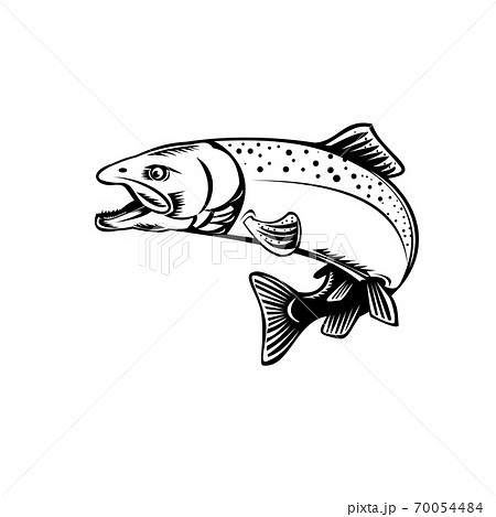 Chinook Salmon Oncorhynchus Tshawytscha Quinnat Salmon King Salmon or Chrome Hog Retro Woodcut Black and White 70054484