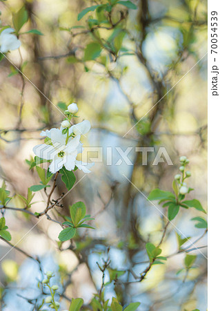 リキュウバイ 70054539