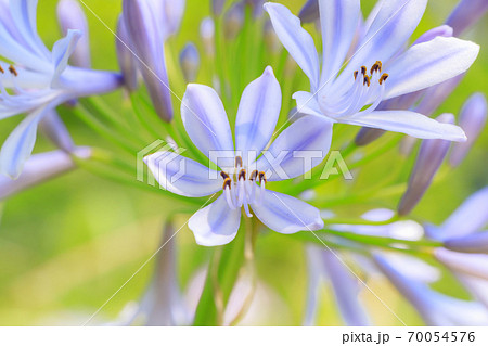 アガパンサス（紫君子蘭）高塔山公園　福岡県北九州市 70054576