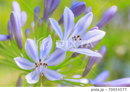 アガパンサス（紫君子蘭）高塔山公園　福岡県北九州市 70054577