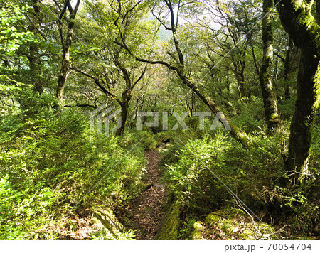 福岡県古処山の登山道 福岡県古処山の登山道 70054704