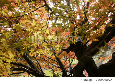 鳥取 四季の散歩 秋 紅葉 東光寺 鳥取 四季の散歩 秋 紅葉 東光寺 70054852