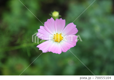 一輪のコスモスの花 70055104
