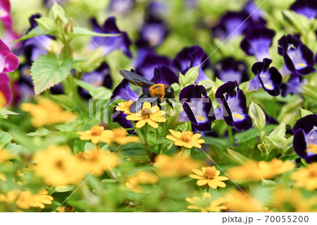 クマバチ 70055200