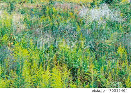鮮やかな秋の草原 70055464