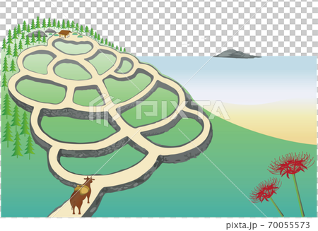 Ushi-kun and rice terraces 1, cluster amaryllis Ushi-kun and rice terraces 1, cluster amaryllis 70055573