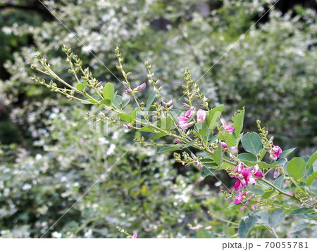 赤い萩の花 70055781