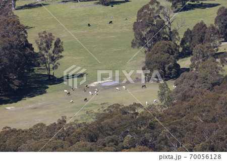 Livestock in a valley in the Central Tablelands in regional Australia Livestock in a valley in the Central Tablelands in regional Australia 70056128