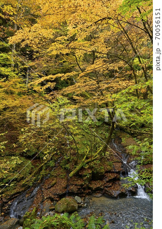 塩原スッカン沢の渓流と素簾の滝に紅葉の森 70056151