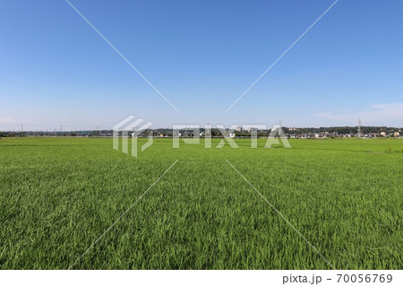 相模川流域の水田（神奈川県座間市）	 70056769