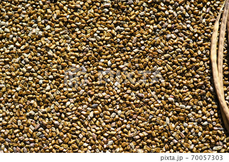 エビスグサの種子と莢 エビスグサの種子と莢 70057303