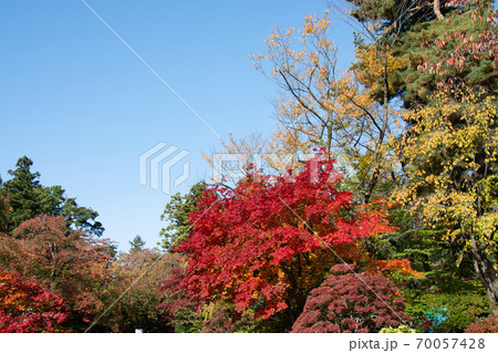 綺麗な秋の赤くなったモミジと青空の写真素材