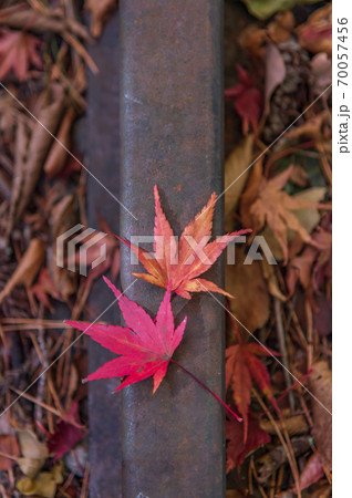静岡県　接岨峡の線路と紅葉 70057456