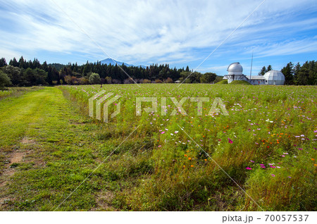 鳥海山麓のコスモス畑　秋田県 70057537