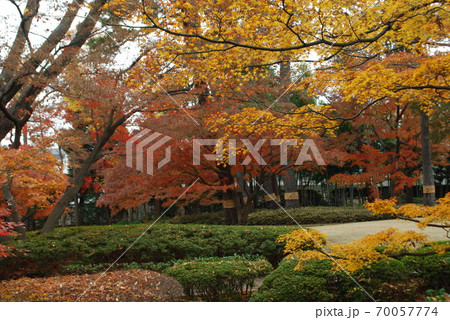 紅葉の太田黒公園 70057774