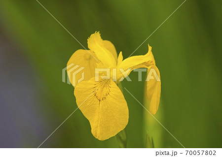 菖蒲　黄菖蒲　花　キショウブ　アヤメ 70057802