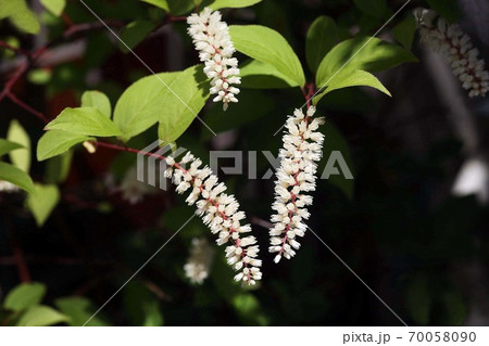 コバノズイナの花 コバノズイナの花 70058090