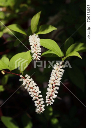 コバノズイナの花 70058093