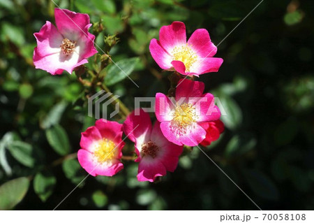 バラ バレリーナの花の写真素材
