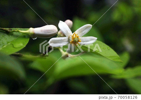 雨上りに咲く、ザボンの花 雨上りに咲く、ザボンの花 70058126
