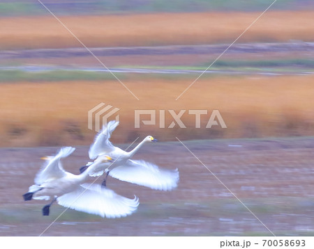 伊豆沼の朝の飛び立ち 70058693