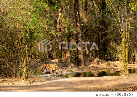 Wild female bengal tiger quenching her thirst from waterhole in morning safari at bandhavgarh national park or tiger reserve madhya pradesh india - panthera tigris 70058857