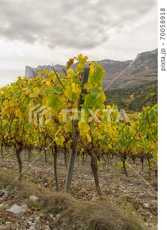 Vineyards in french countryside, Drome, Clairette 70058918