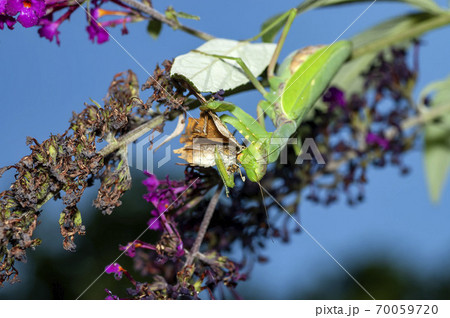 ハラビロカマキリ 70059720