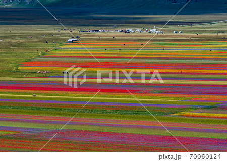 Lentil flowering with poppies and cornflowers in Castelluccio di Norcia, Italy 70060124