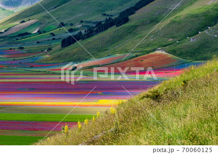 Lentil flowering with poppies and cornflowers in Castelluccio di Norcia, Italy 70060125