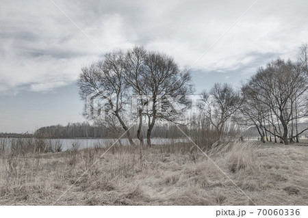 Black and white photo of trees in autumn or spring. 70060336
