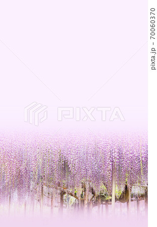 藤棚　フジ　藤　あしかがフラワーパーク　満開 70060370