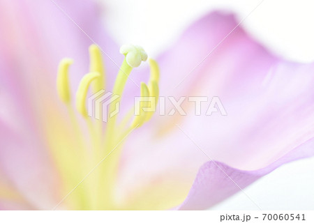 ユリ　室内撮影 70060541