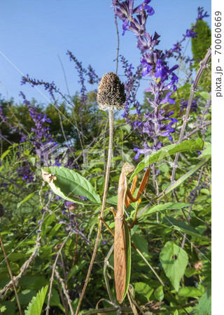 オオカマキリ 70060669