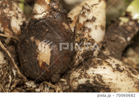 彼岸花 球根 70060682