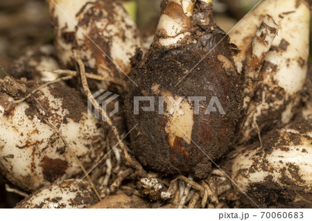 彼岸花 球根 70060683